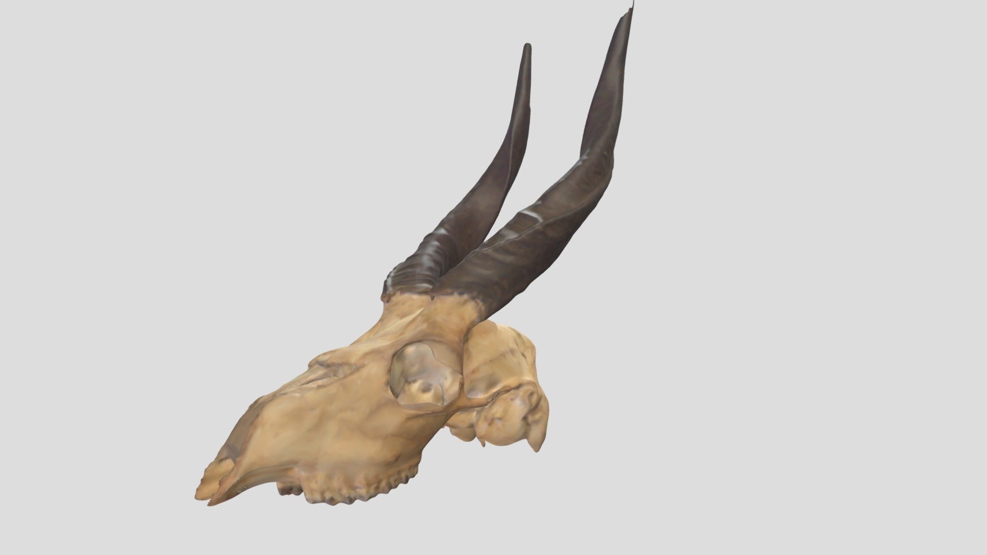 Tragelaphus scriptus_ブッシュバック_GMNH-VM-589 - Download Free 3D model by ...