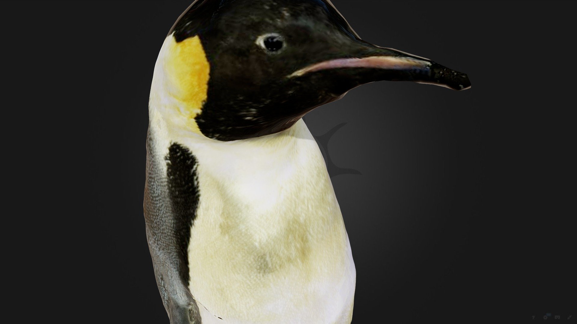 Пингвин императорский | Emperor penguin