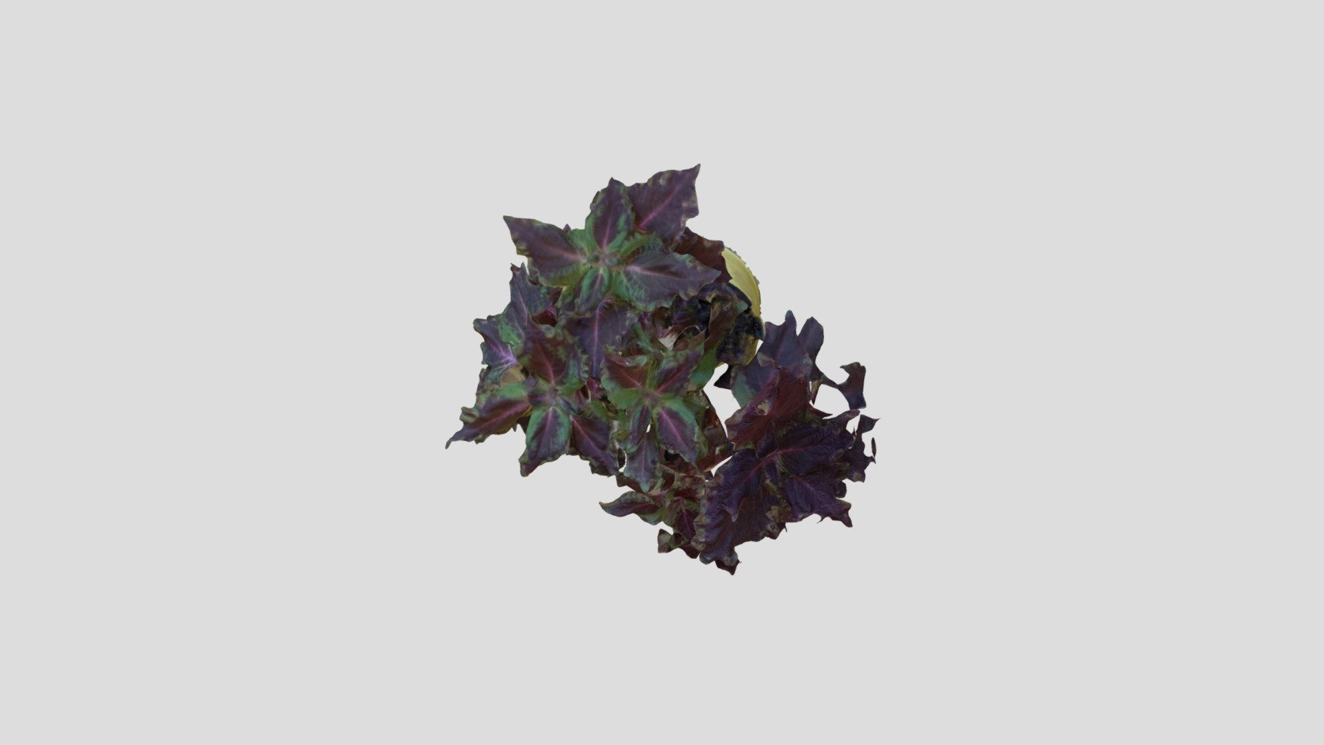Planta