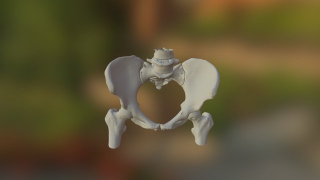 Pelvis - sku 210 3D Model