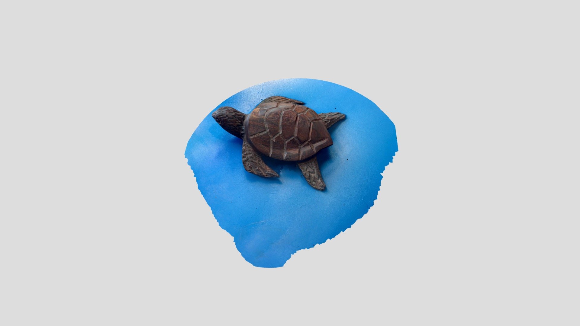 sea turtle