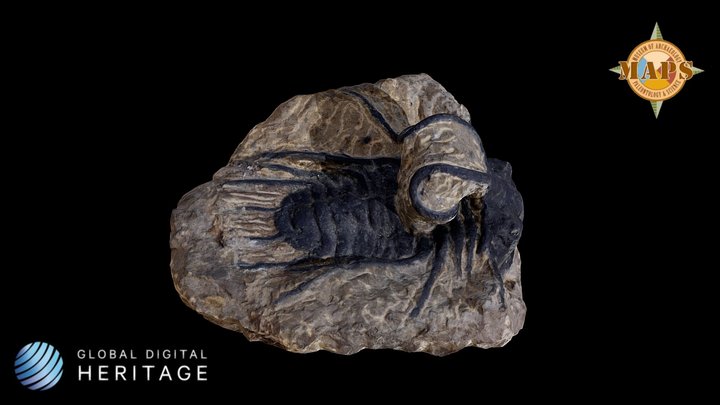 Trilobite