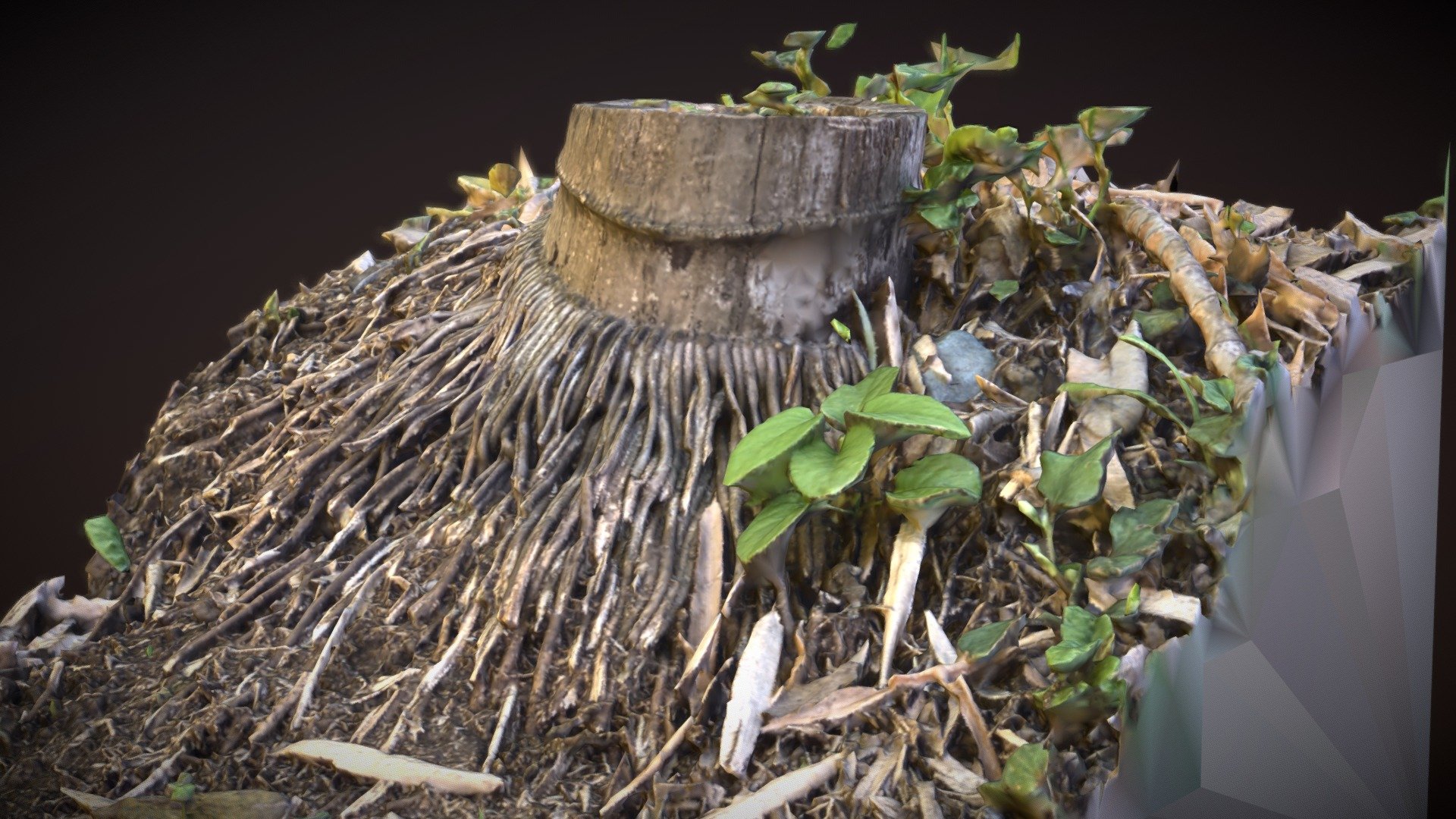 Bamboo root / 竹の切り株