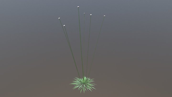 Bog Button (Lachnoculon Spp.) 3D Model