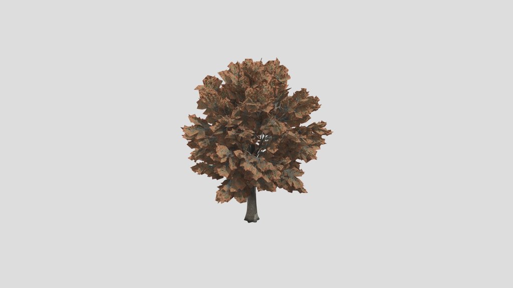 Tree Siberian Elm A1