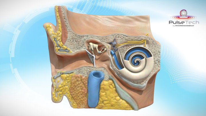 Vía de la recepción del sonido PulseTech 3D Model