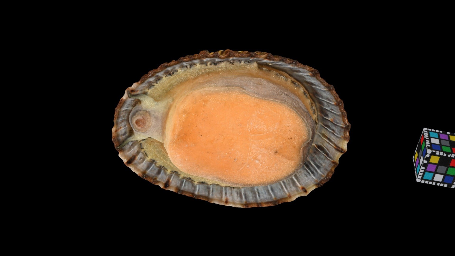 ベッコウガサ Bekko Limpet, Cellana grata