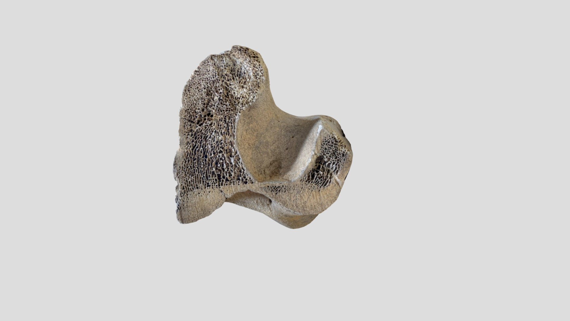 Distal Humerus (Trnio) - 3D model by Digital Archaeology Laboratory ...