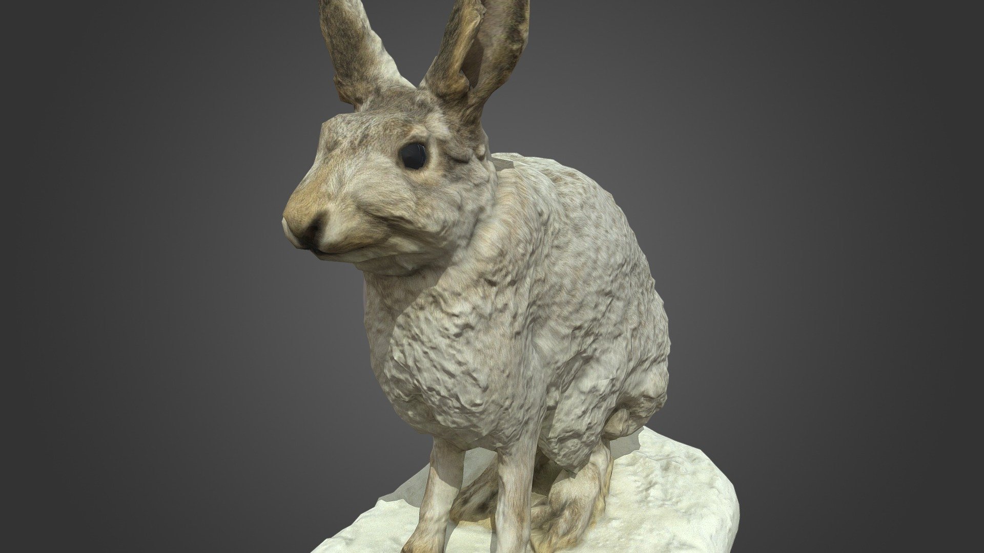 NSMT-M32036 Snow Shoe Hare カンジキウサギ Taxidermy