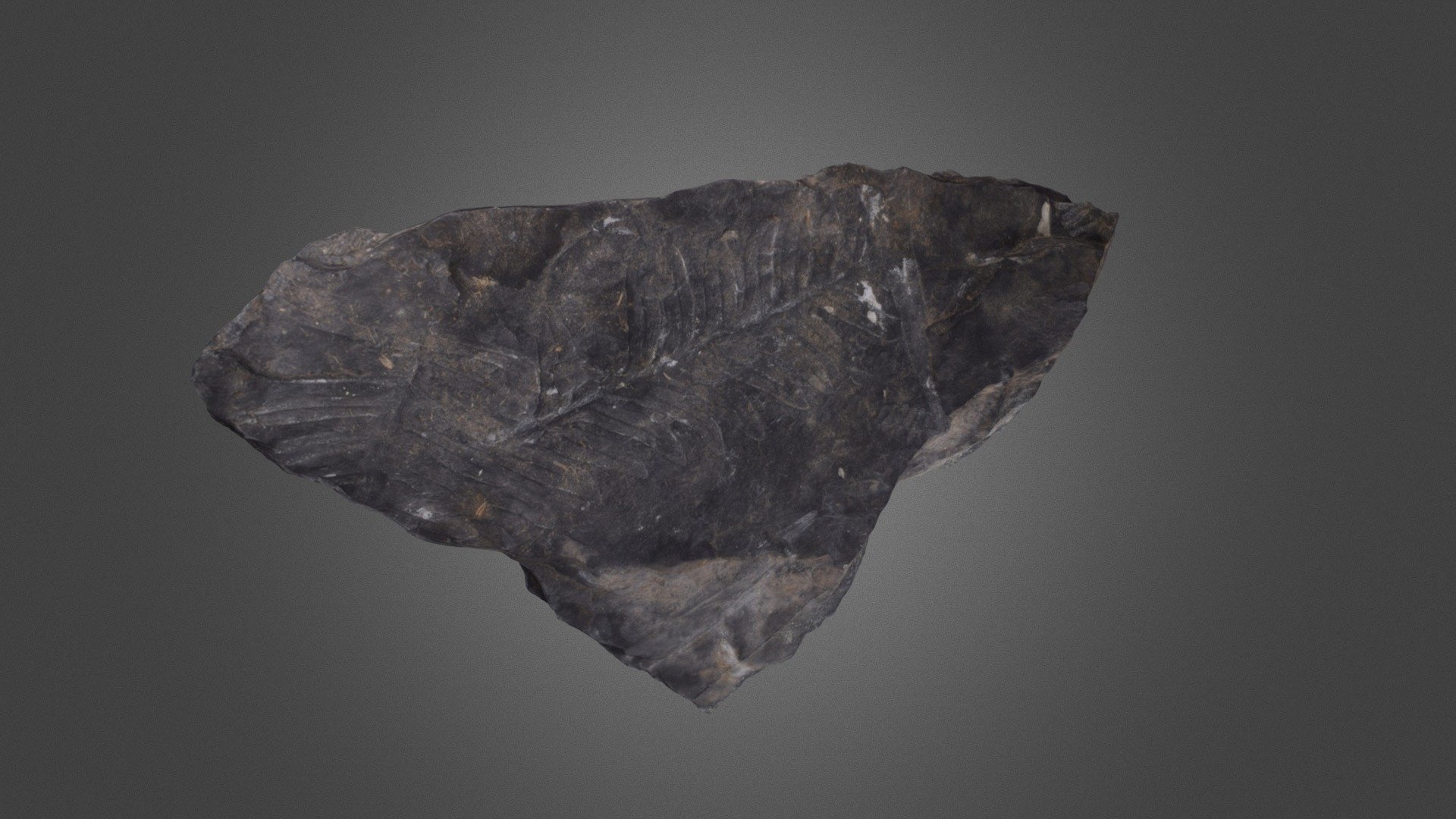 Fern Leaf Fossil Slate