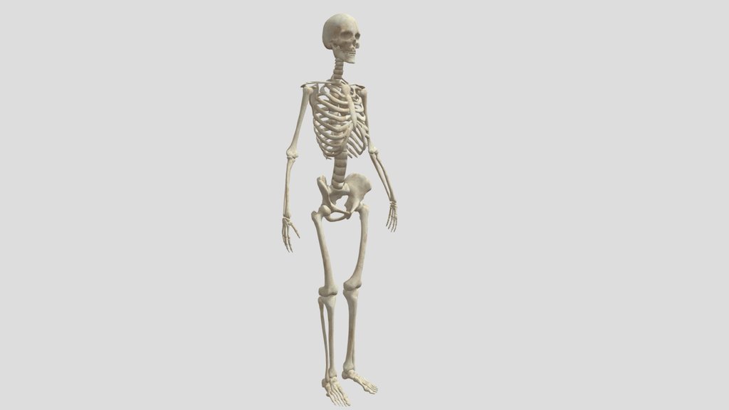 Skeleton Pre-cut