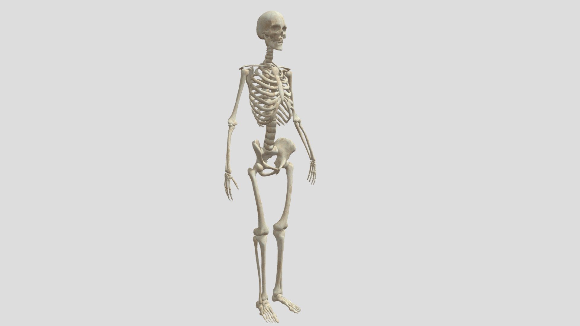 Skeleton Pre-cut - Download Free 3D model by Maxime66410 [c6aae66 ...