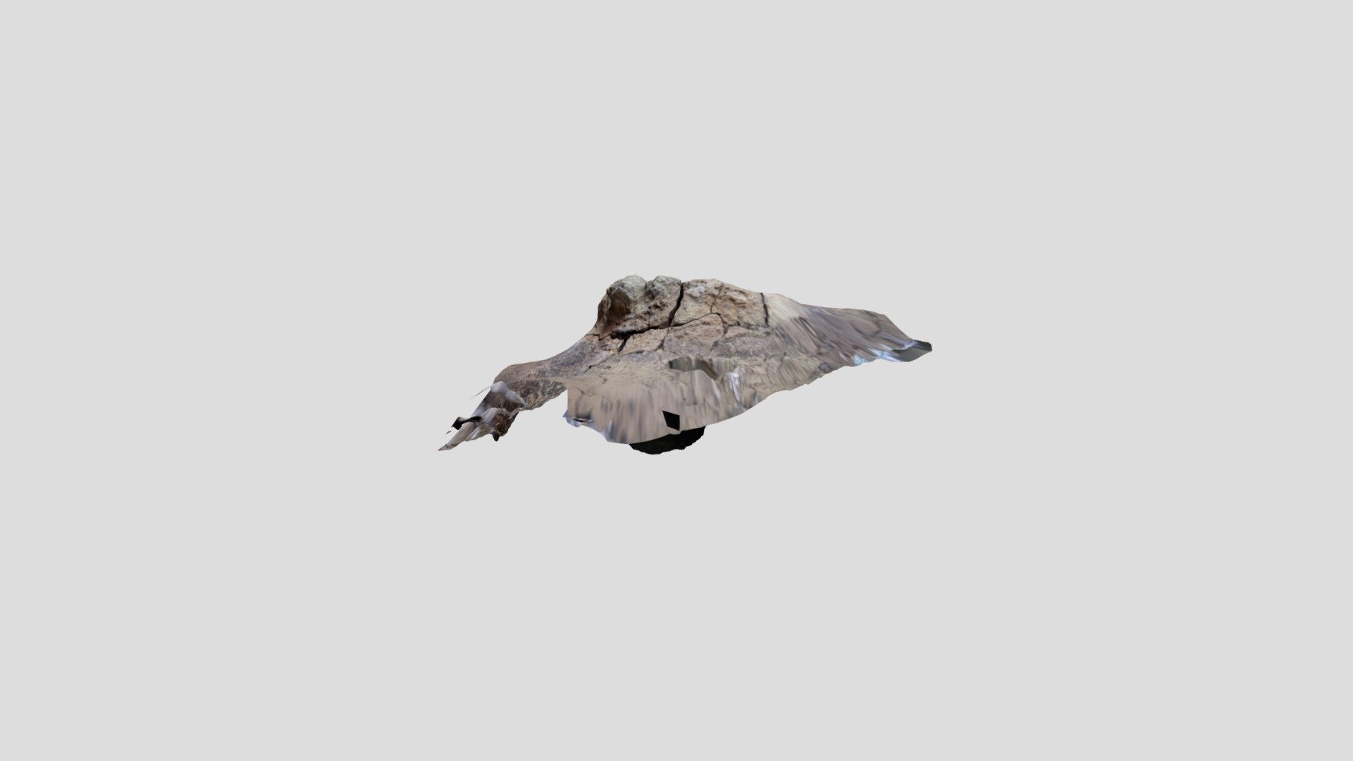 Triceratops right-orbit
