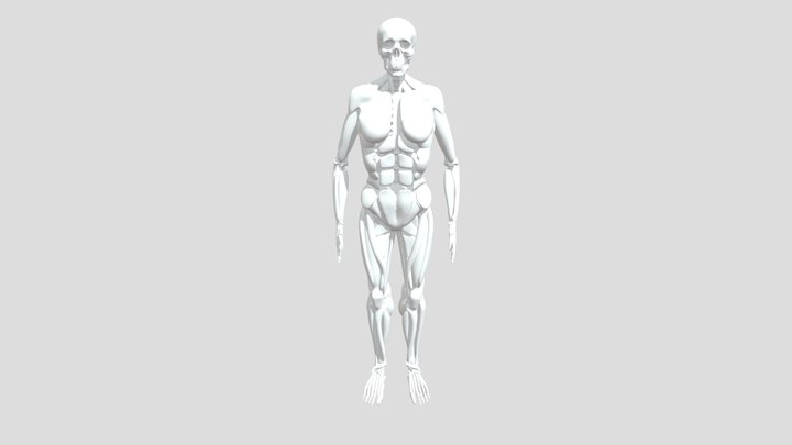 Skeleton 3D Model