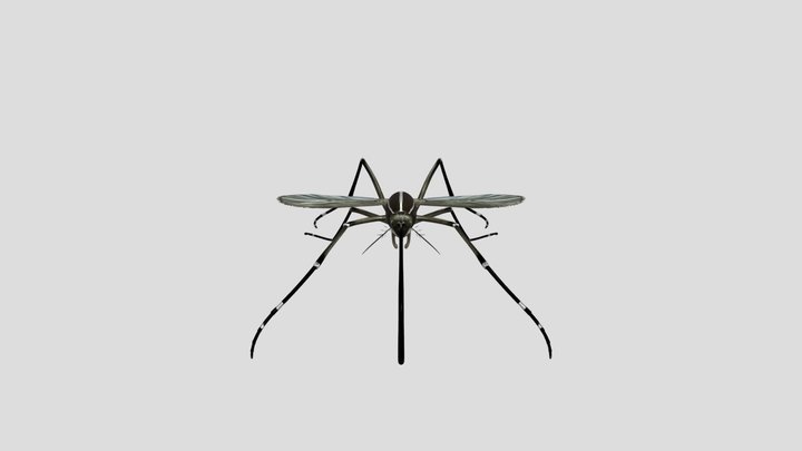 Aedes cretinus 3D Model