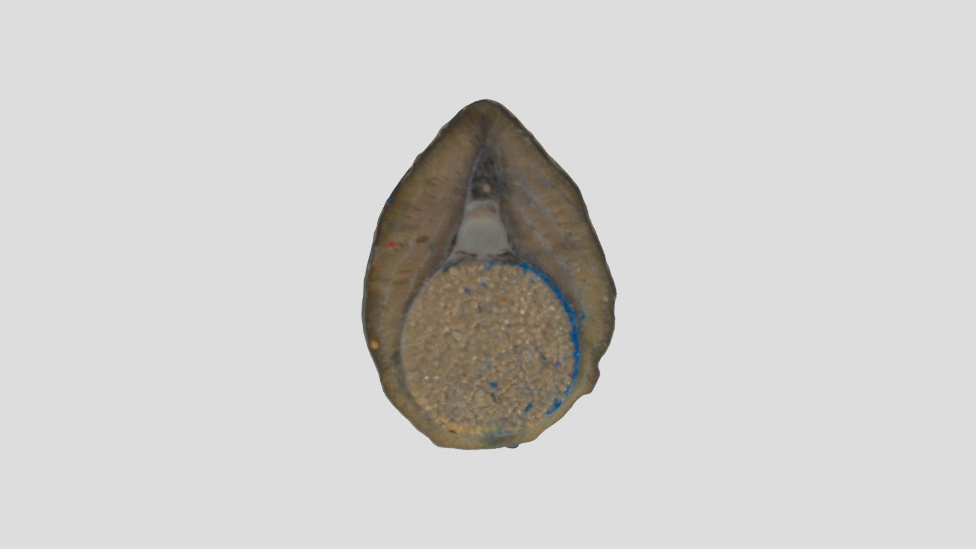 Lamprey Transverse 5 (labelled) - Download Free 3D model by jdb56 ...