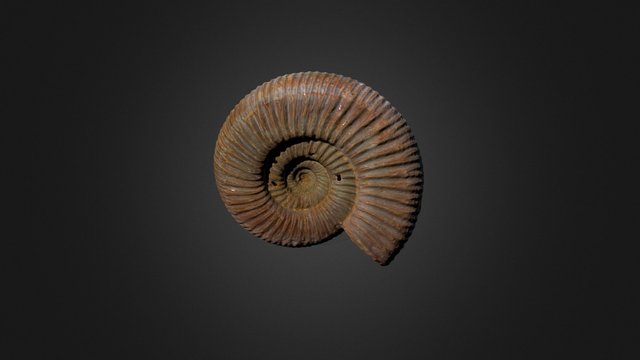 Ammonite fossil 3D Model