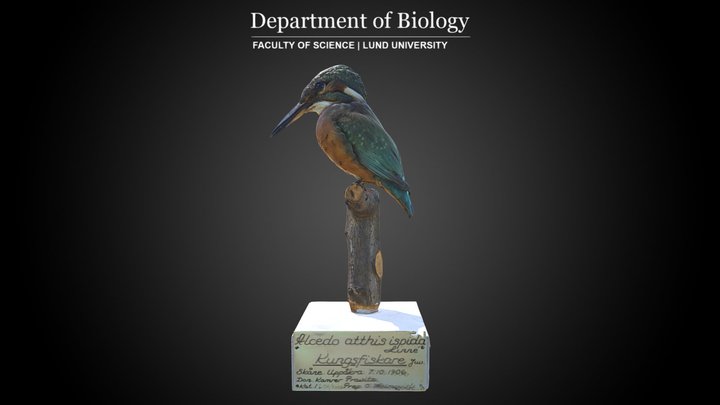 European Kingfisher (Alcedo atthis ispida) 3D Model