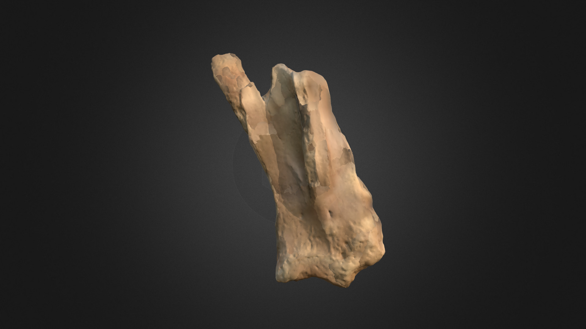 3D model Woolly Rhino Scapula - This is a 3D model of the Woolly Rhino Scapula. The 3D model is about a close-up of a hand.