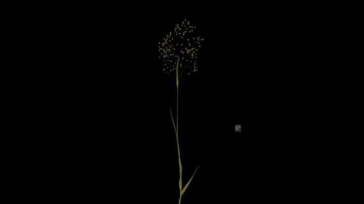 CC0 ヒメコバンソウ Lesser Quaking-grass, Briza minor – Modello 3D gratuito STL