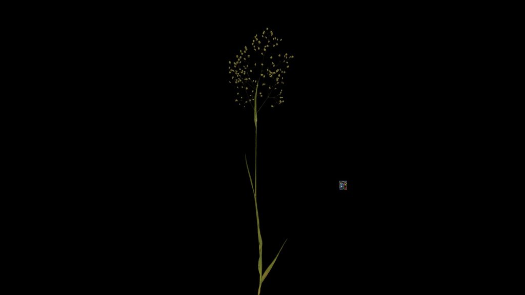 CC0 ヒメコバンソウ Lesser Quaking-grass, Briza minor