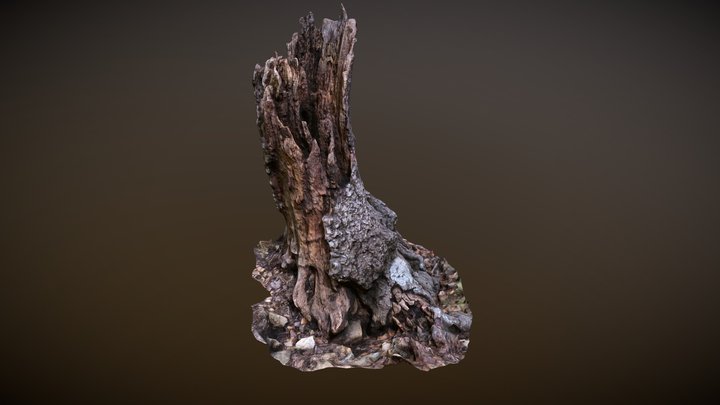 Photoscanned Dead Oak Stump – Modello 3D gratuito STL