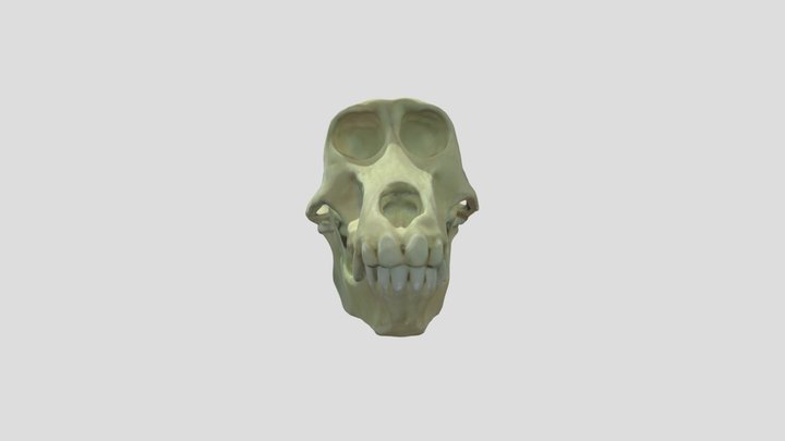 Baboon female 3D Model