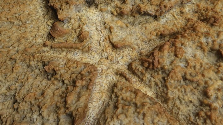 Starfish fossil 3D Model