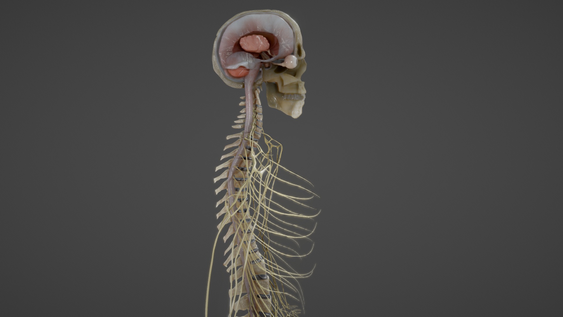 Nerves with a Skeletal Cross-Section - Buy Royalty Free 3D model by Ebers  (@Ebers) [c6bde6c]