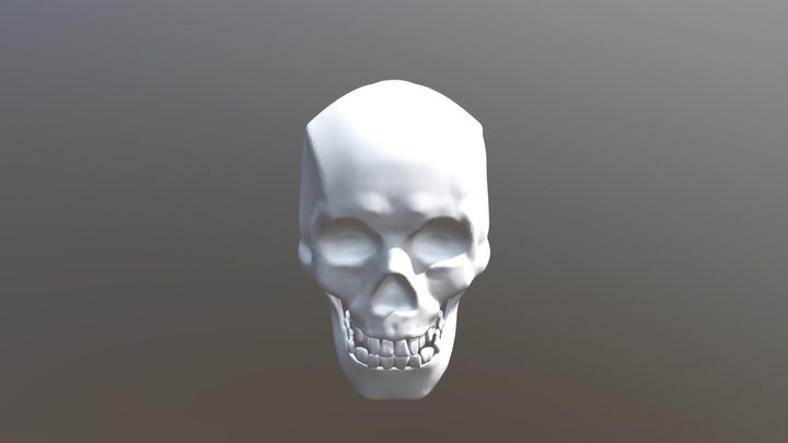 My First Human Skull 3D Model