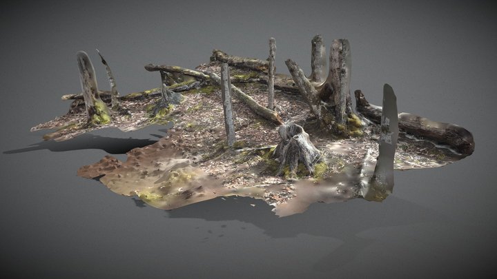 Forest ground scan, old trees and trunks 3D Model