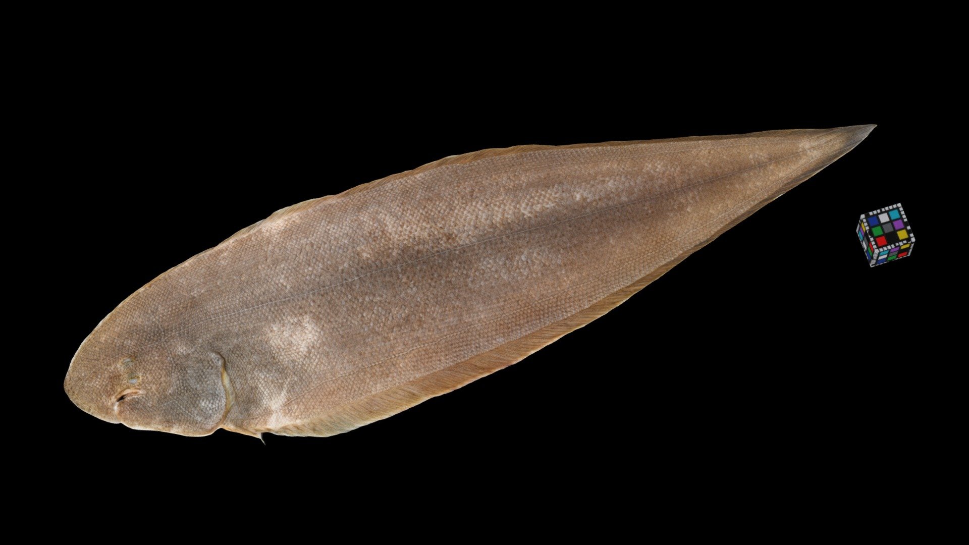コウライアカシタビラメ Sole, Cynoglossus abbreviatus