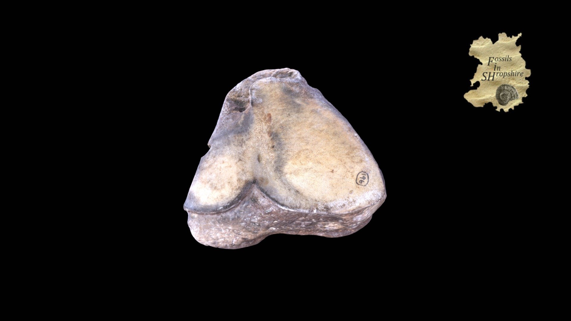 Mammoth left cuboid bone - Download Free 3D model by Fossils in ...