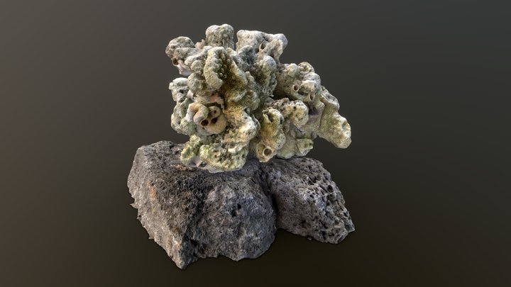 Coral - RealiyScan Test 3 3D Model
