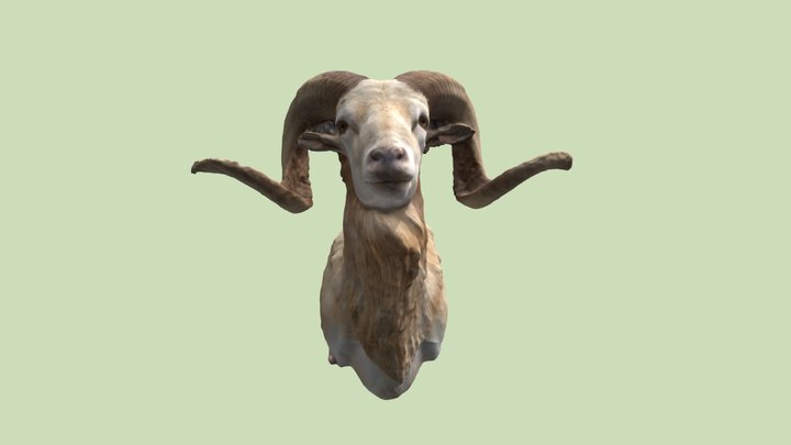 Ram Head With Texture 3D Model