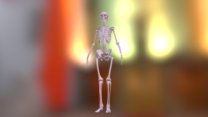 Skelet 3D Model