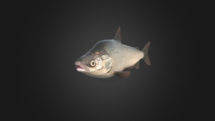 Fish - Coregonus muksun 3D Model