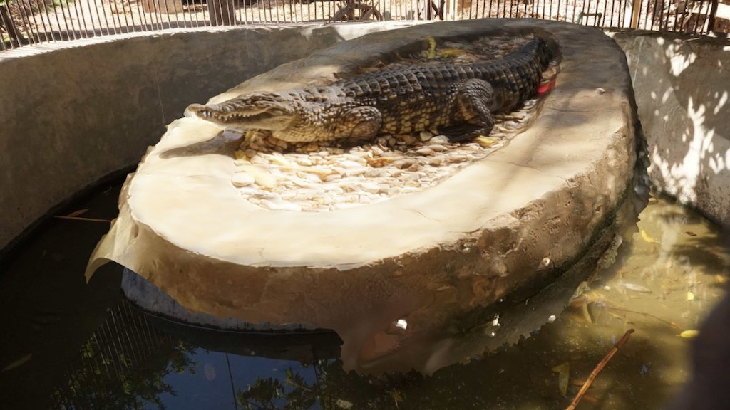 A living Crocodile