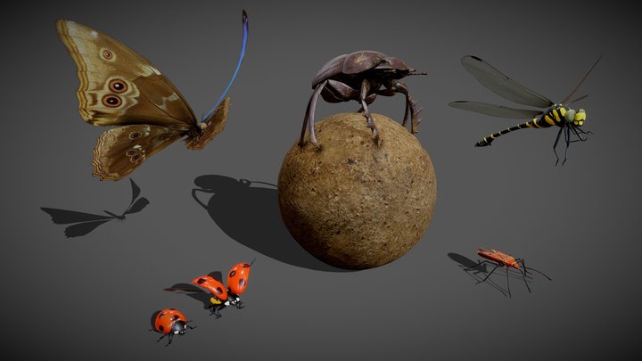Insect 3D models - Sketchfab