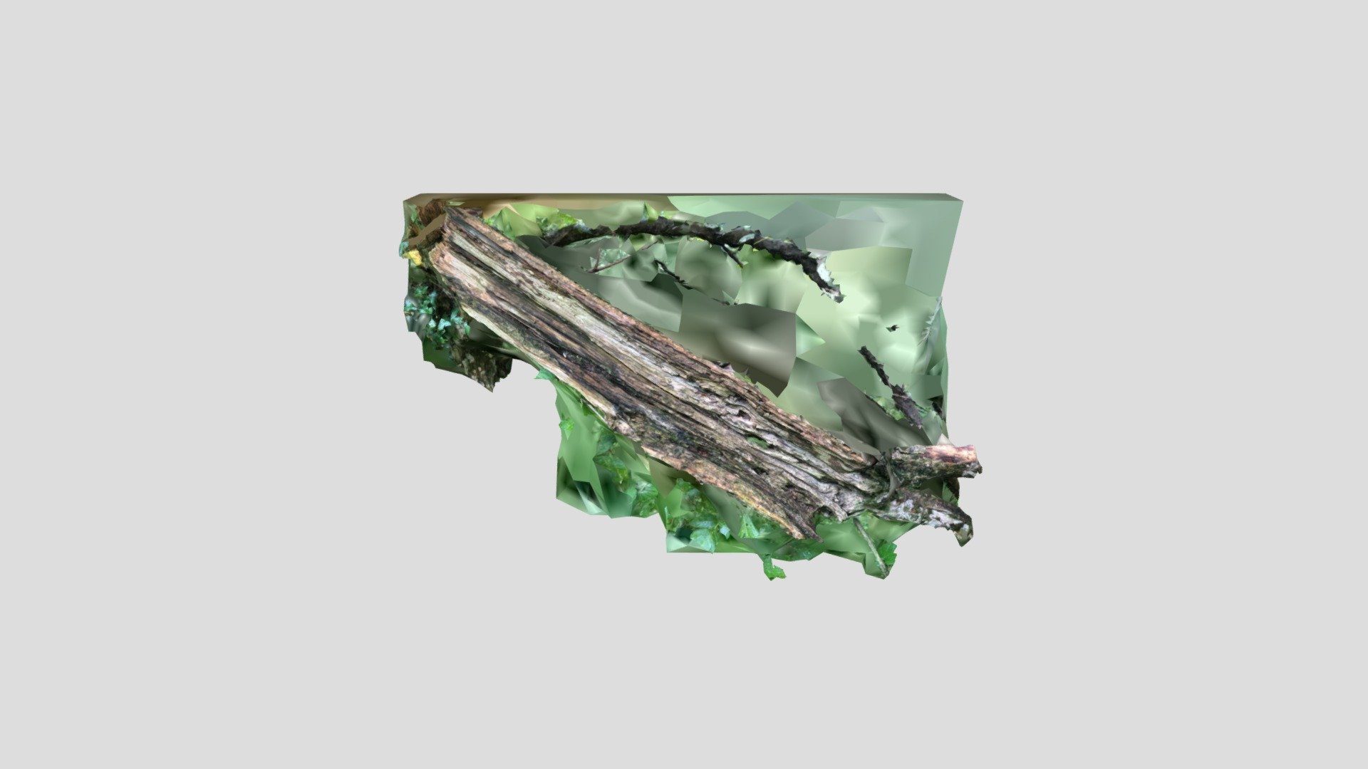 Rot Limb - Download Free 3D model by terrymartinart74 [c6e290f] - Sketchfab