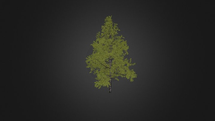 Tree 3D Model