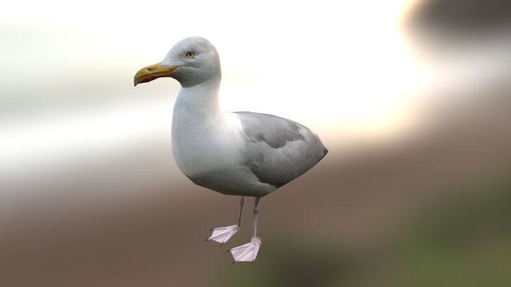 Seagull 3D Model