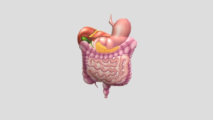 Sistem Pencernaan Bagian Perut 3D Model