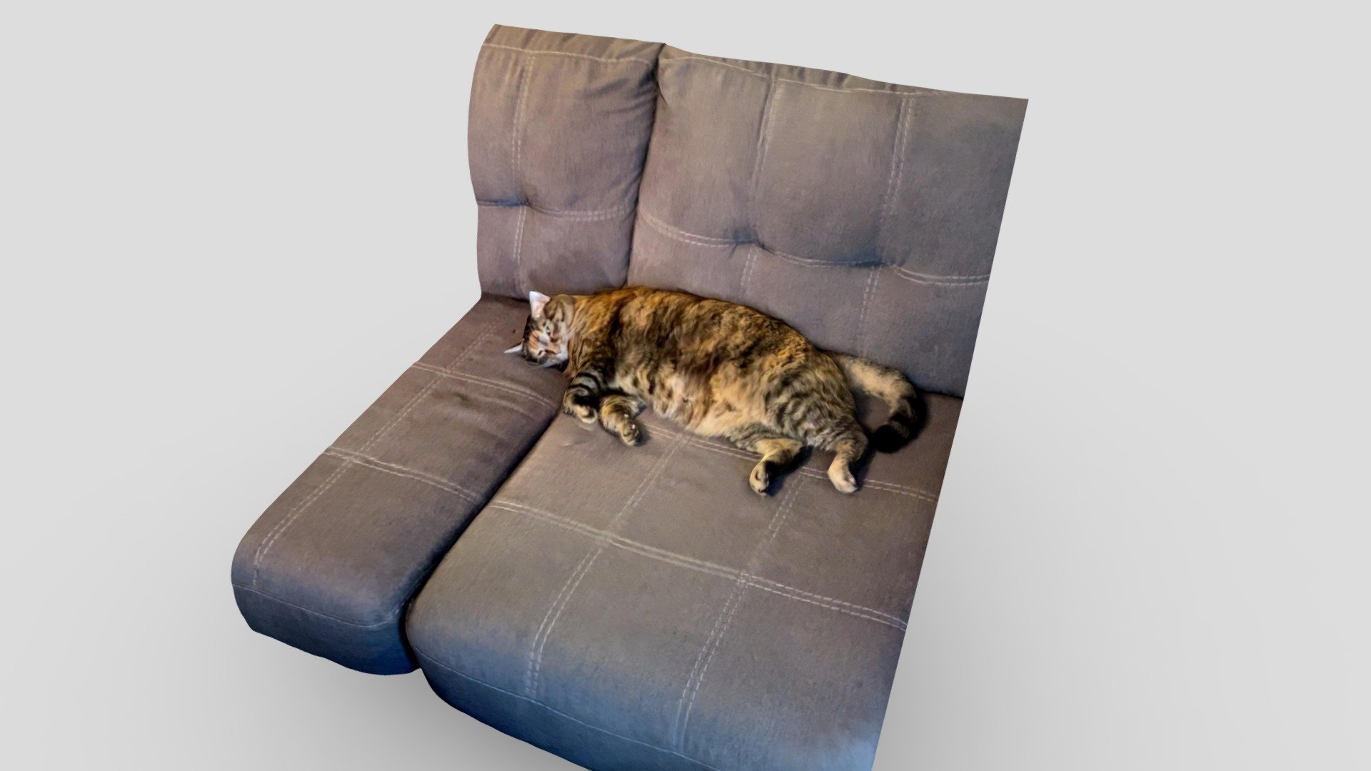 Virginia the cat, napping on a couch