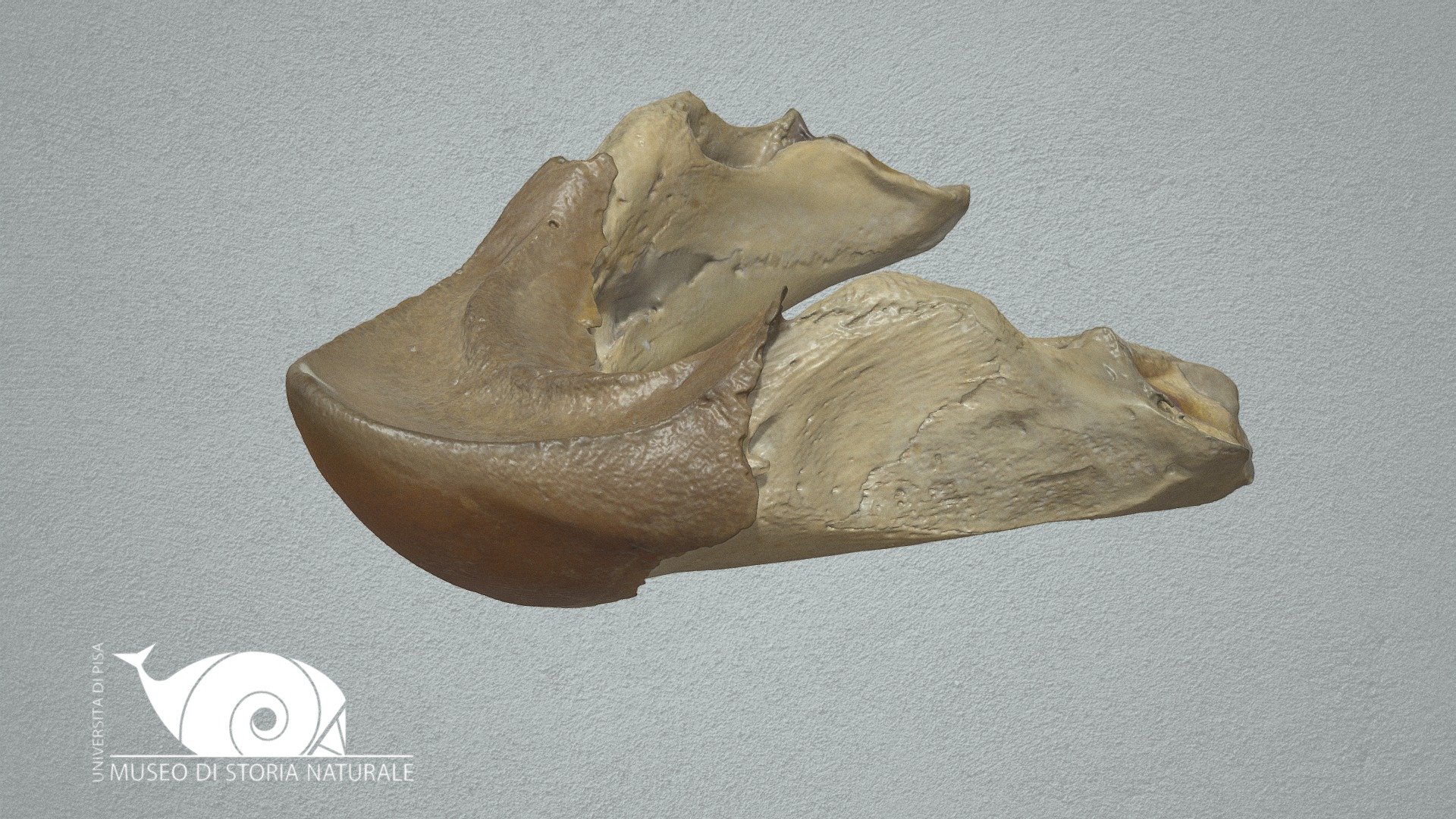 Loggerhead sea turtle - 3D model by Natural History Museum, University ...