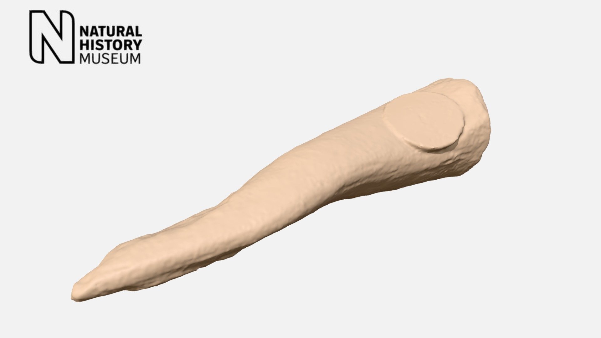 Scelidotherium leptocephalum - hyoid fragment