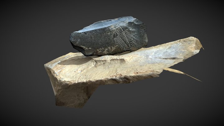 Fossil-poly 3D Model