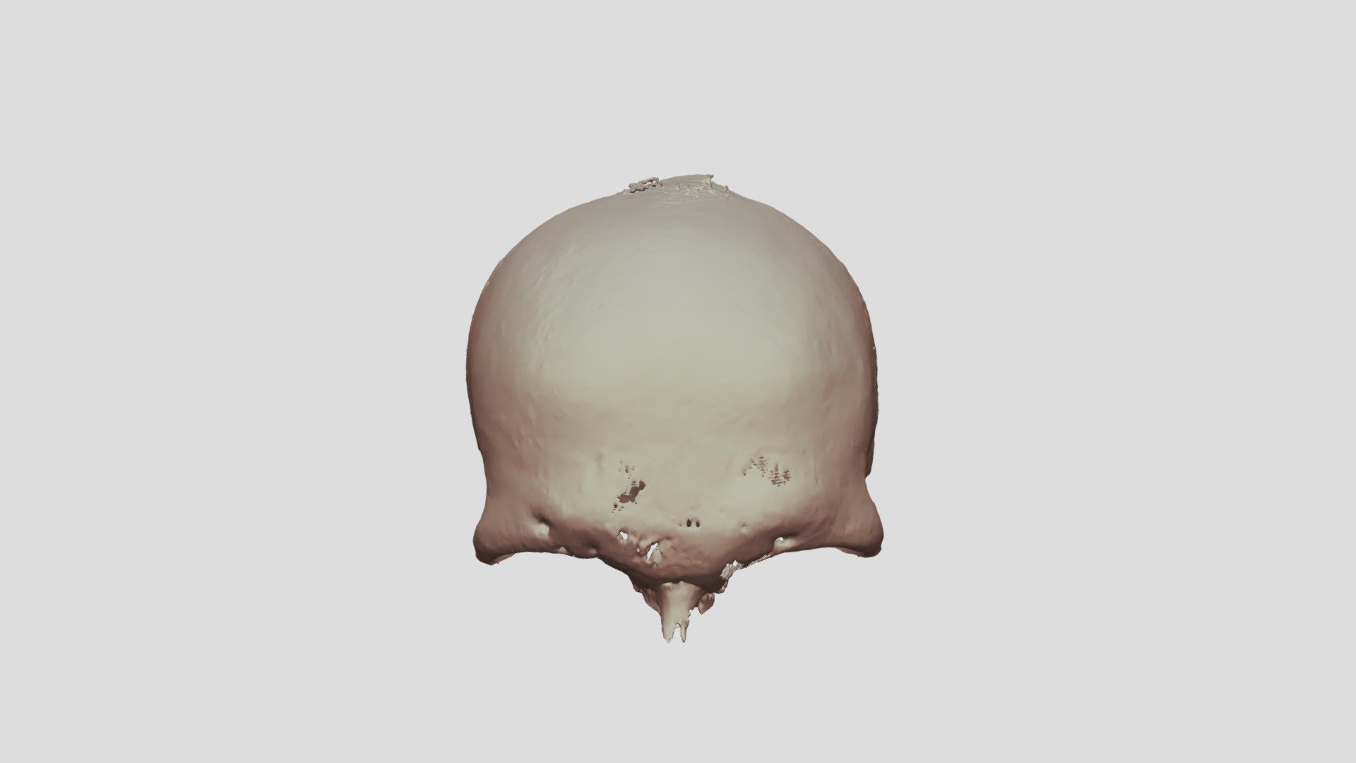 Human Frontal Bone - 3D model by jahern8 [c6ec3d1] - Sketchfab