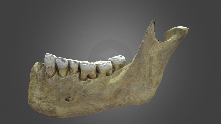 Mandible 3D Model