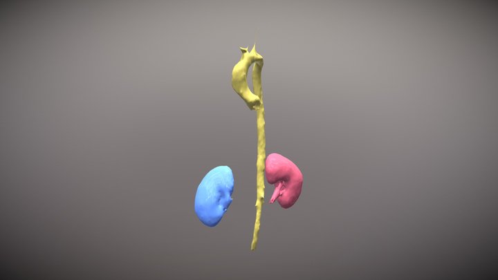 CTACardio Segmentations 3D Model